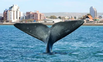 Alojamientos Temporarios en Puerto Madryn