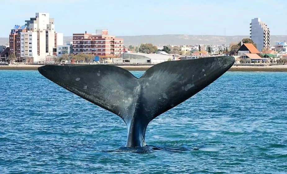 Alojamientos Temporarios en Puerto Madryn Hoteles Cabañas Alquileres en Puerto Madryn Turismo..